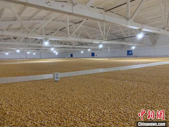 倉內(nèi)清涼干爽、遍地金黃，上千平方米的糧食盡收眼底。　王惠琳 攝