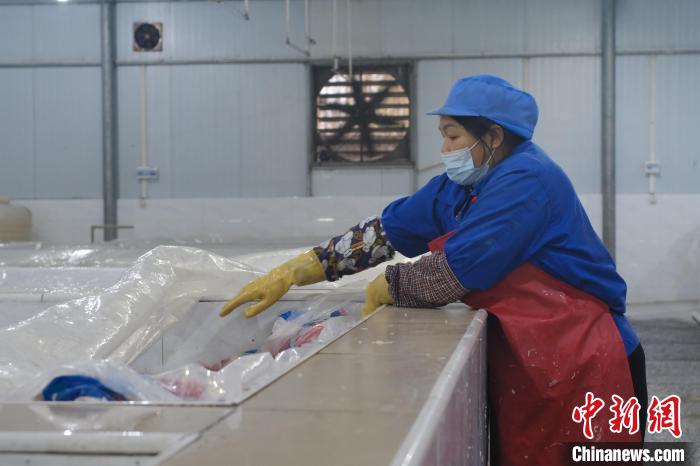 圖為一名工人正在檢查酸筍腌制情況?！⒖÷?攝