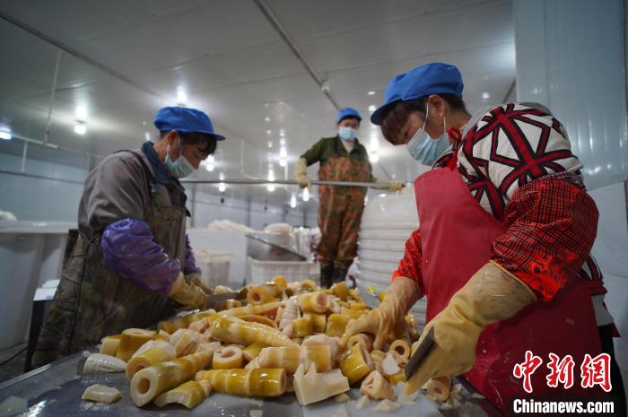 圖為多名工人正在將酸筍切成小塊?！№f國政 攝