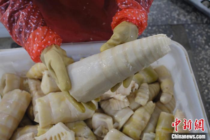 圖為整根腌制后撈出的酸筍。　劉俊聰 攝