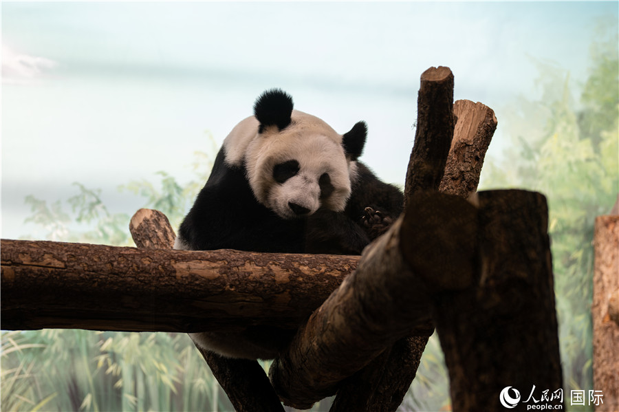 無比可愛的大熊貓“丁丁”。人民網(wǎng)記者 翁奇羽攝