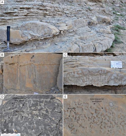 寒武系生物礁沉積模式示意圖?！∧瞎潘?供圖