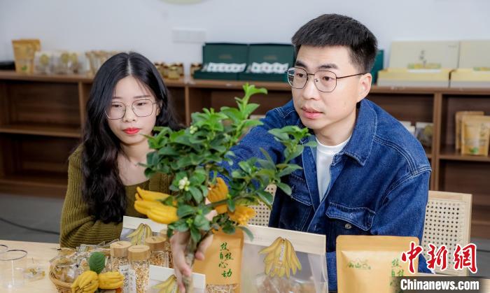 北山口村的佛手電商直播?！≈鬓k方供圖