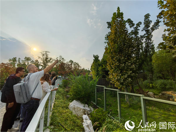 （“絲路獎”獲獎嘉賓在參觀成都大熊貓繁育研究基地。本報記者 王影迪攝）