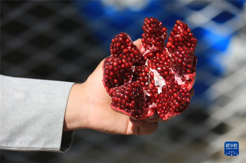 11月10日，在阿富汗首都喀布爾，商販展示產(chǎn)自阿富汗南部坎大哈省的石榴。新華社發(fā)（塞夫拉赫曼·薩菲攝）