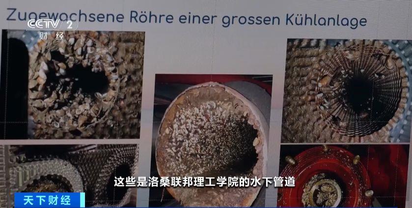 瑞士多個湖泊遭外來物種夸加貽貝入侵 生態(tài)系統與基礎設施遭破壞