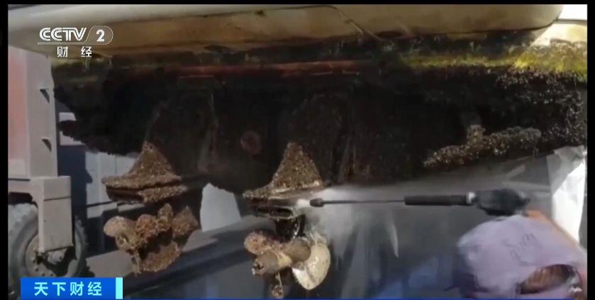 瑞士多個湖泊遭外來物種夸加貽貝入侵 生態(tài)系統與基礎設施遭破壞