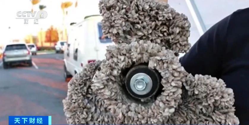 瑞士多個湖泊遭外來物種夸加貽貝入侵 生態(tài)系統與基礎設施遭破壞