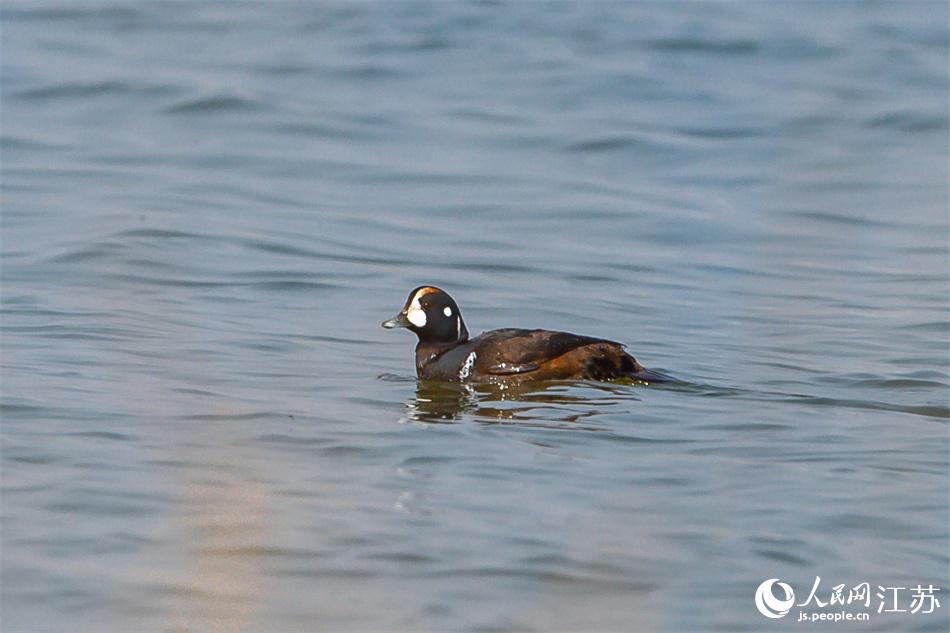 丑鴨首次現(xiàn)身鹽城黃海濕地。 周晨曦攝