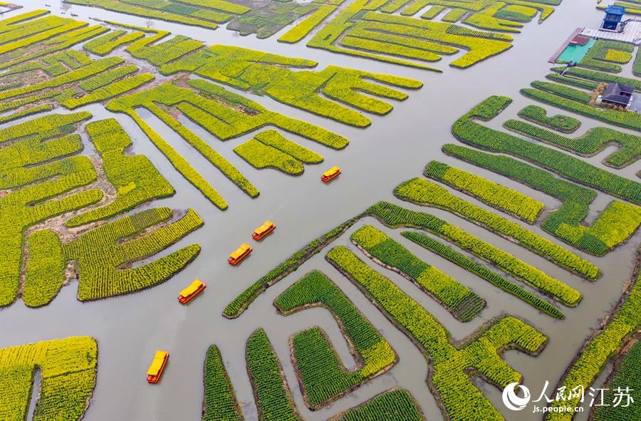 萬畝“垛田”陸續(xù)披上金裝。周社根攝