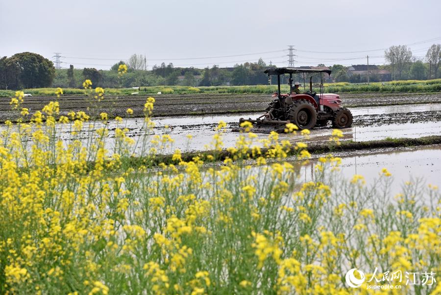 第一批早稻開始插播。崔煒攝