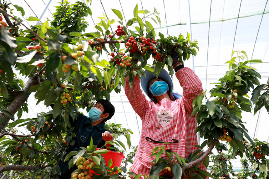 河北省邢臺市任澤區(qū)東古城村果農在大棚里采摘櫻桃。 宋杰攝