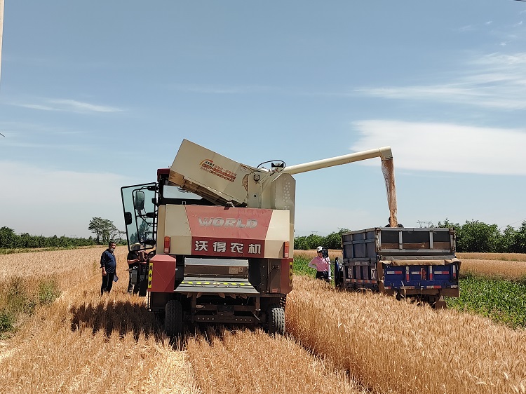 臨汾市堯都區(qū)賈得鄉(xiāng)大王村麥?zhǔn)宅F(xiàn)場(chǎng)。劉婷婷攝