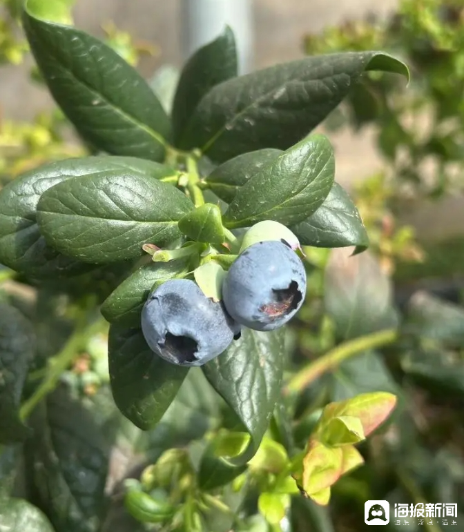西瓜、藍(lán)莓、草莓上高原！山東濰坊援藏組因地制宜打造特色蔬菜發(fā)展中心