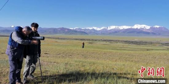 圖為工作人員正在進(jìn)行黑頸鶴衛(wèi)星跟蹤和環(huán)志工作。　祁連山國家公園青海省管理局供圖 攝