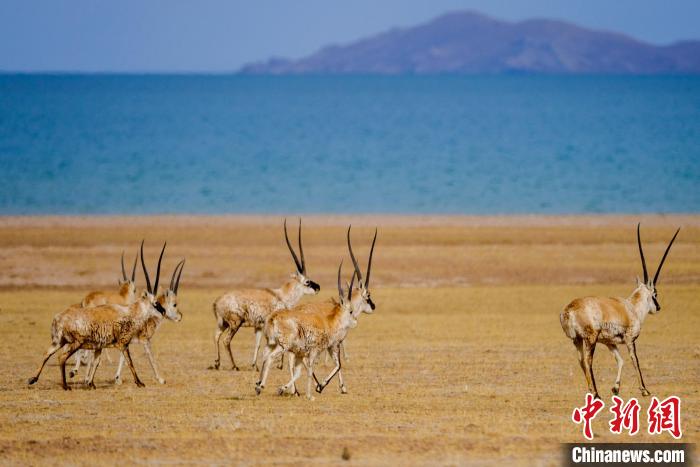圖為西藏藏羚羊在色林錯(cuò)湖邊覓食，隨著保護(hù)措施的不斷加強(qiáng)，如今西藏藏羚羊種群數(shù)量獲得恢復(fù)性增長?！〗w波 攝