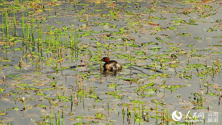 納帕海濕地內(nèi)遷徙停留的鳥。呂昊辰攝