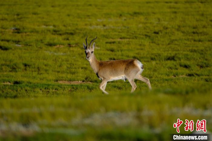 圖為西藏納木錯湖邊的藏原羚休閑覓食。　江飛波 攝