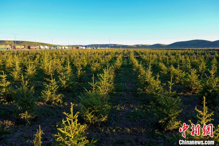 圖為科技團(tuán)隊在海拔4500米的西藏那曲種出“小森林”，其中超過7成成功越過5個冬天?！〗w波 攝