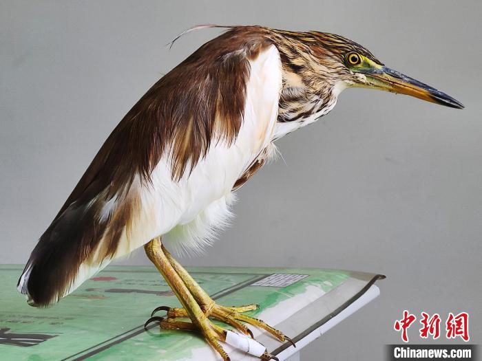 圖為被救助的國家一級重點保護動物池鷺?！×鴿商?攝