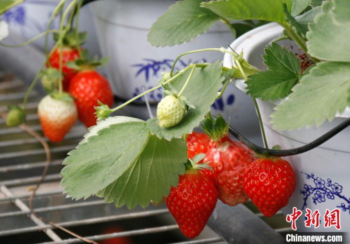 青?；ブ捍蛟烊珖?guó)最大高原草莓種苗繁育中心