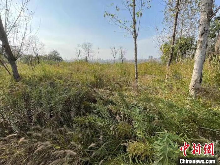 發(fā)現(xiàn)的加拿大一枝黃花?！畈?攝