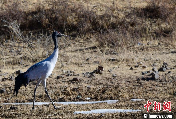 圖為一只黑頸鶴在拉薩市林周縣境內(nèi)田間覓食?！∝暩聛?lái)松 攝
