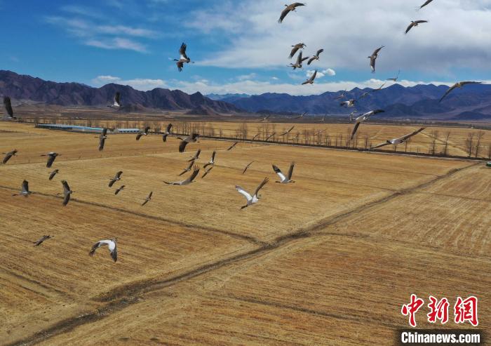 圖為黑頸鶴在拉薩市林周縣境內(nèi)飛翔?！∝暩聛?lái)松 攝