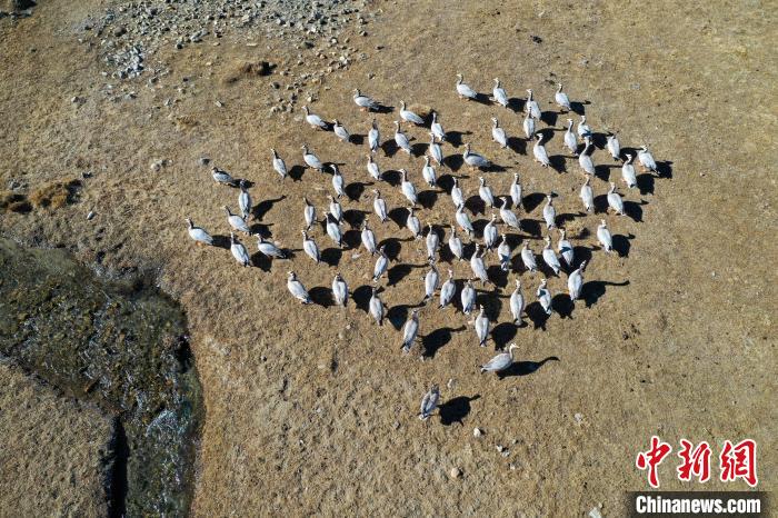 圖為拉薩市林周縣境內(nèi)越冬的候鳥(niǎo)?！∝暩聛?lái)松 攝