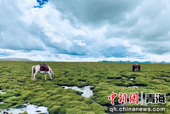 圖為長江南源沼澤濕地。李江寧攝