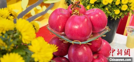 2021年10月15日，中國(guó)蘋果首屆產(chǎn)銷峰會(huì)暨甘肅平?jīng)龉焚Q(mào)易大會(huì)在平?jīng)鍪徐o寧縣開(kāi)幕。(資料圖) 魏建軍 攝