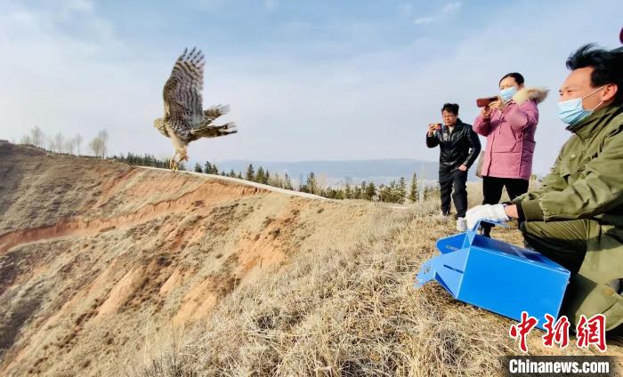 青海：救助、放歸四只國家二級保護(hù)野生動物