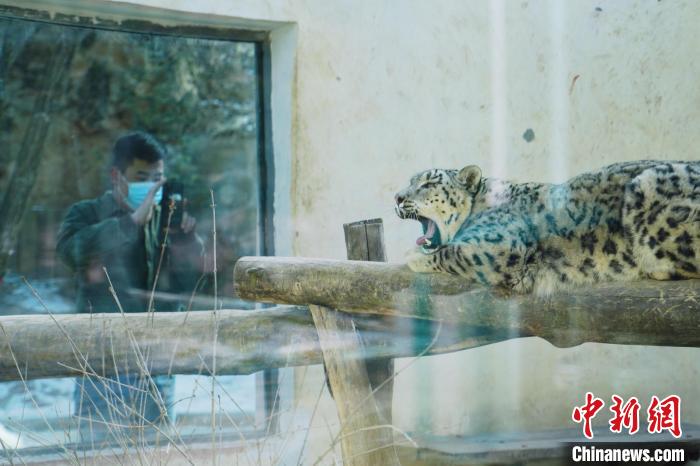 圖為雪豹“奶爸”史壽軍正在直播?！●R銘言 攝