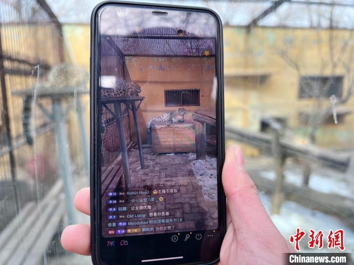 圖為雪豹“奶爸”史壽軍正在直播?！●R銘言 攝