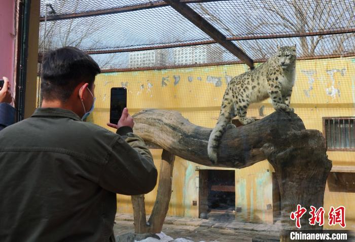 圖為雪豹“奶爸”史壽軍正在直播?！●R銘言 攝