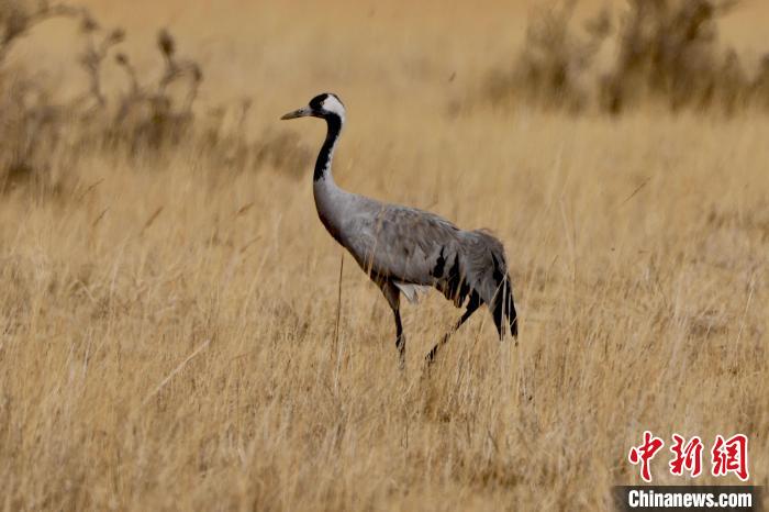圖為灰鶴在青海海西蒙古族藏族自治州都蘭縣巴隆地區(qū)“閑庭漫步”?！?松太加 攝