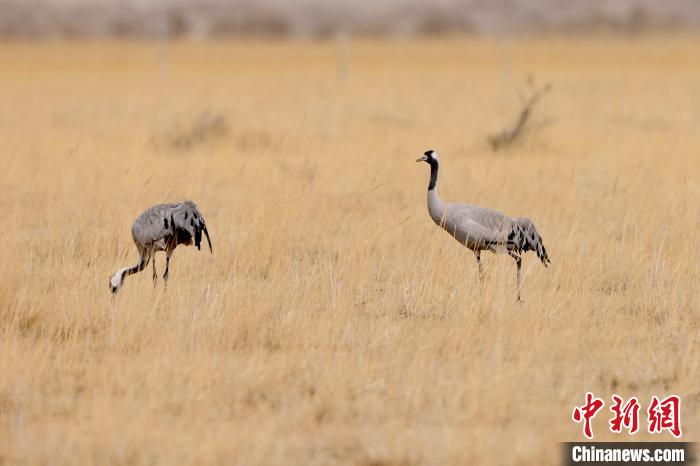 圖為灰鶴在青海海西蒙古族藏族自治州都蘭縣巴隆地區(qū)“閑庭漫步”?！?松太加 攝
