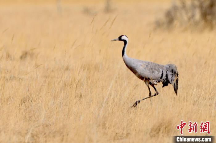 圖為灰鶴在青海海西蒙古族藏族自治州都蘭縣巴隆地區(qū)“閑庭漫步”?！?松太加 攝
