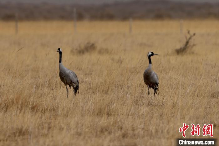 圖為灰鶴在青海海西蒙古族藏族自治州都蘭縣巴隆地區(qū)“閑庭漫步”?！?松太加 攝