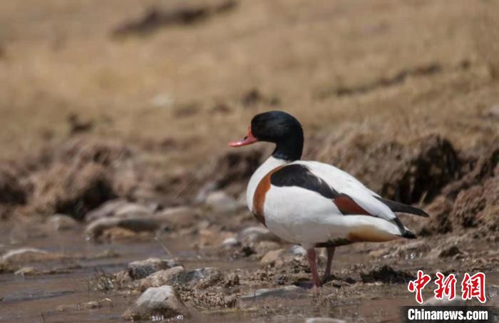 圖為翹鼻麻鴨?！」Π栽?攝