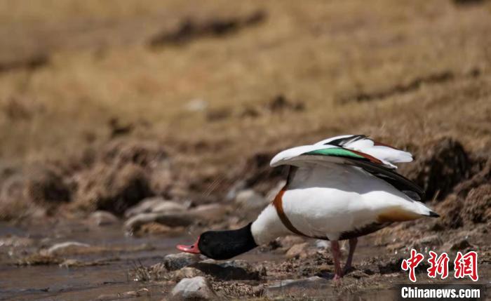 圖為翹鼻麻鴨?！」Π栽?攝