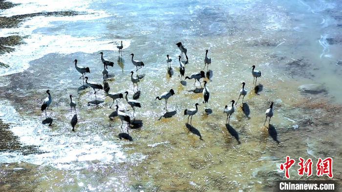圖為黑頸鶴群駐足休憩。　陳明章 攝