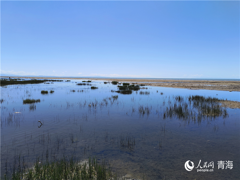   青海湖仙女灣。人民網(wǎng) 張莉萍攝
