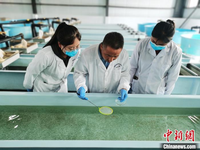 圖為工作人員檢查魚苗?！?zhí)砀?攝