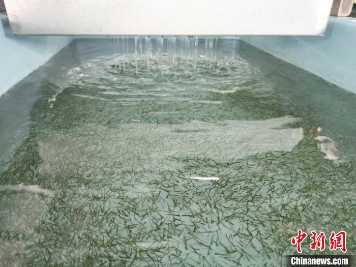 圖為正在育苗。　張?zhí)砀?攝