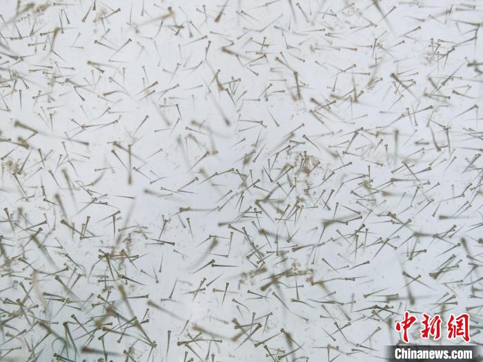 圖為魚苗?！?zhí)砀?攝