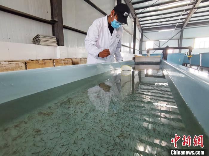 圖為工作人員檢查魚苗?！?zhí)砀?攝