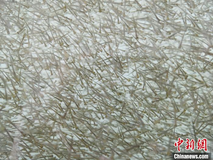 圖為密集分布的魚苗?！?zhí)砀?攝