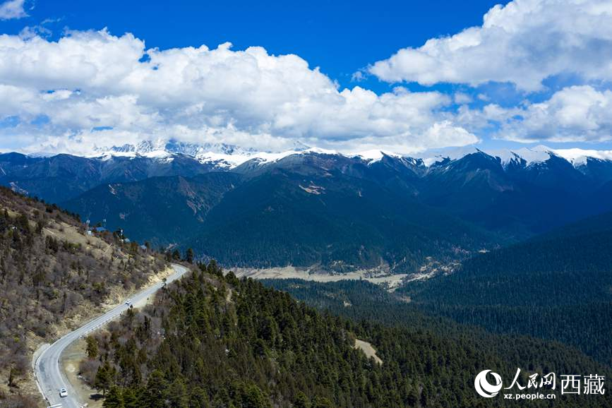 圖為在海拔4700多米的色季拉山，觀測從森林到草甸的多種植被類型。