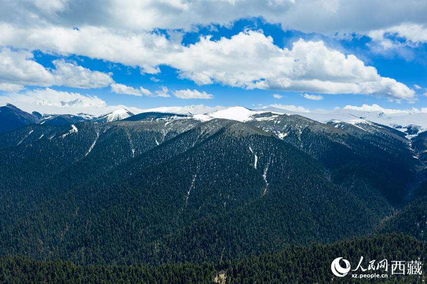圖為在海拔4700多米的色季拉山，觀測從森林到草甸的多種植被類型。